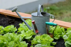 grow gardening