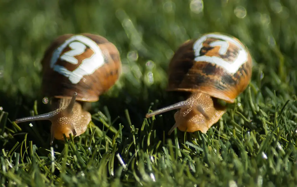 snail race slow response time paid surveys mistakes food free samples stuff freebies groceries grocery save money store supermarket shop shopping