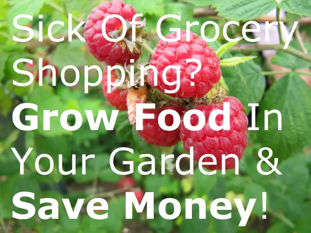 Sick Of Grocery Shopping? Grow Food In Your Garden & Save Money! farm farming fruit gardening groceries growing make money online from home plants shop supermarket vegetables