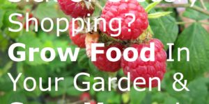 Sick Of Grocery Shopping? Grow Food In Your Garden & Save Money! farm farming fruit gardening groceries growing make money online from home plants shop supermarket vegetables