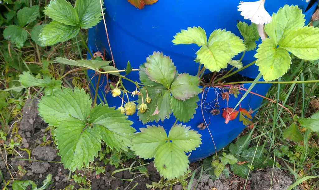 strawberry farm farming food fruit garden gardening groceries grocery grow your own food growing make money online from home plants save money shop shopping supermarket vegetables