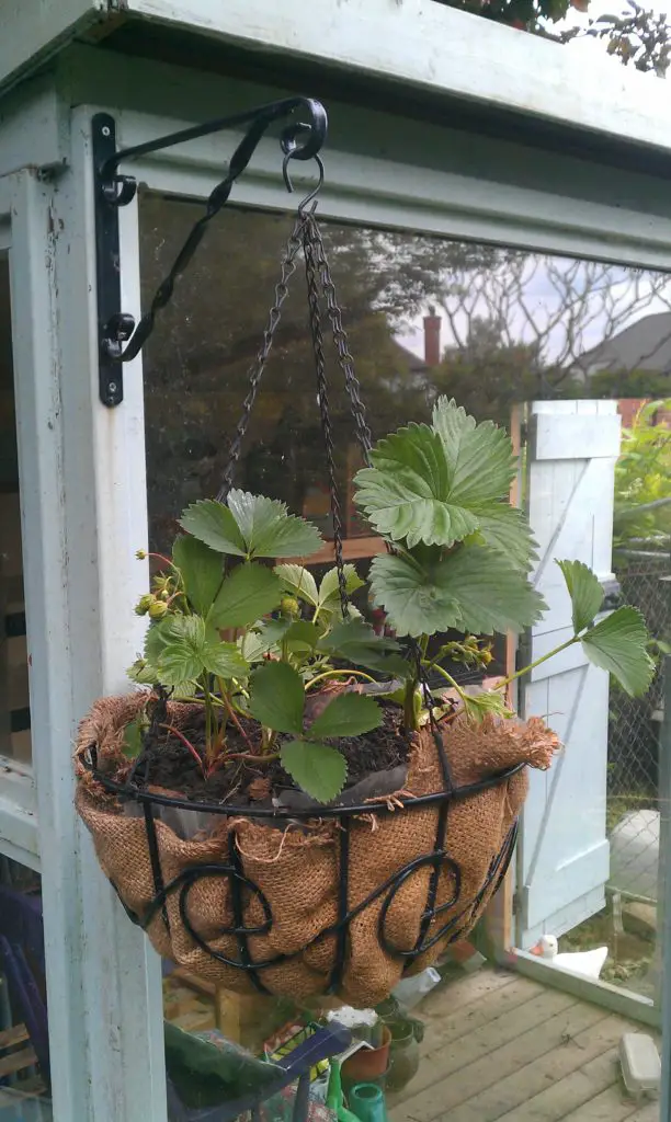 Hanging Baskets farm farming food fruit garden gardening groceries grocery grow your own food growing make money online from home plants save money shop shopping supermarket vegetables