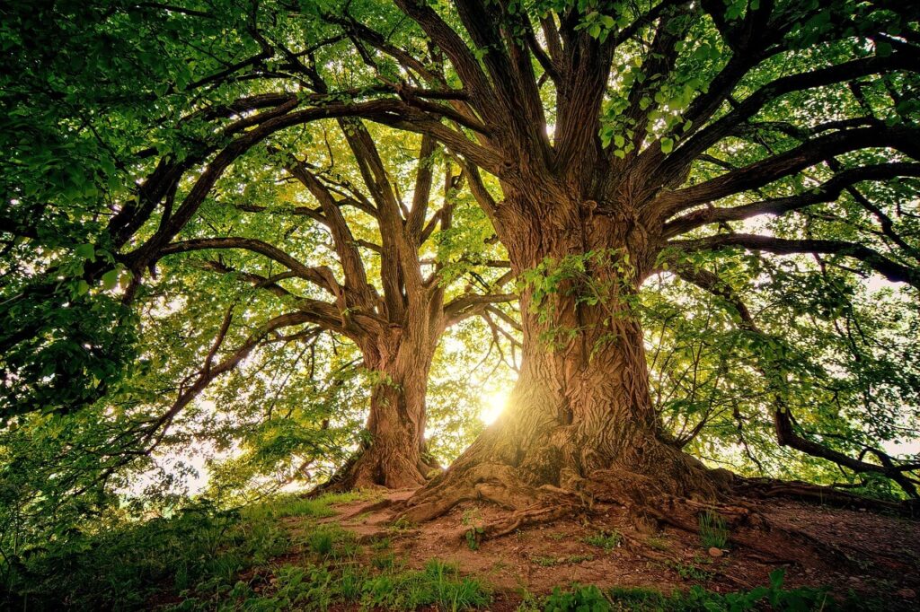 two trees in a forest